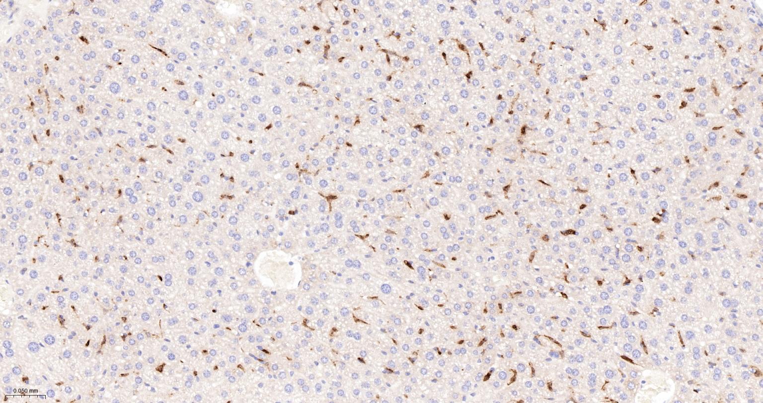 血红素氧合酶 1抗体-bsm-60751R