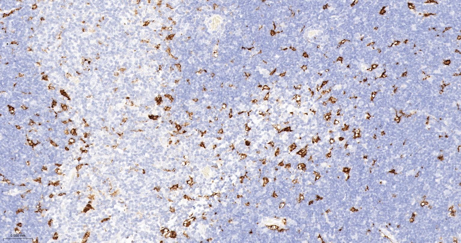 血红素氧合酶 1抗体-bsm-60751R