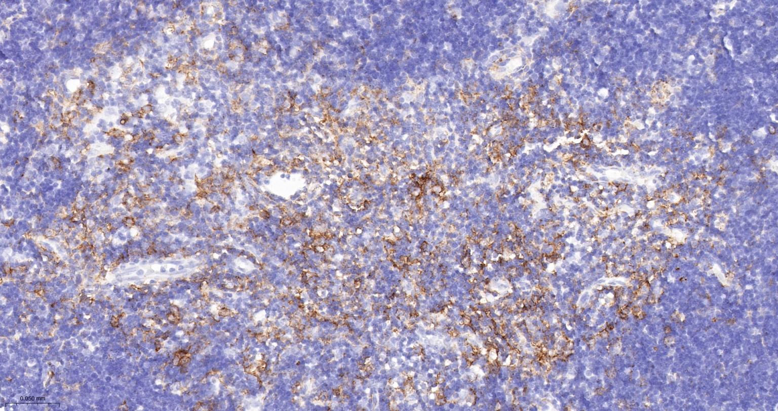 整合素αX重组兔单抗-bsm-55624R