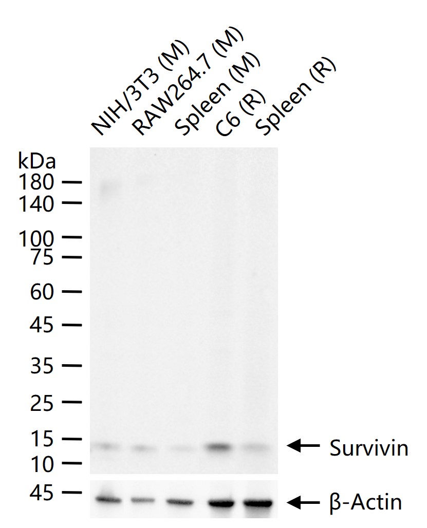 细胞凋亡抑制因子重组兔单抗-bsm-54475R