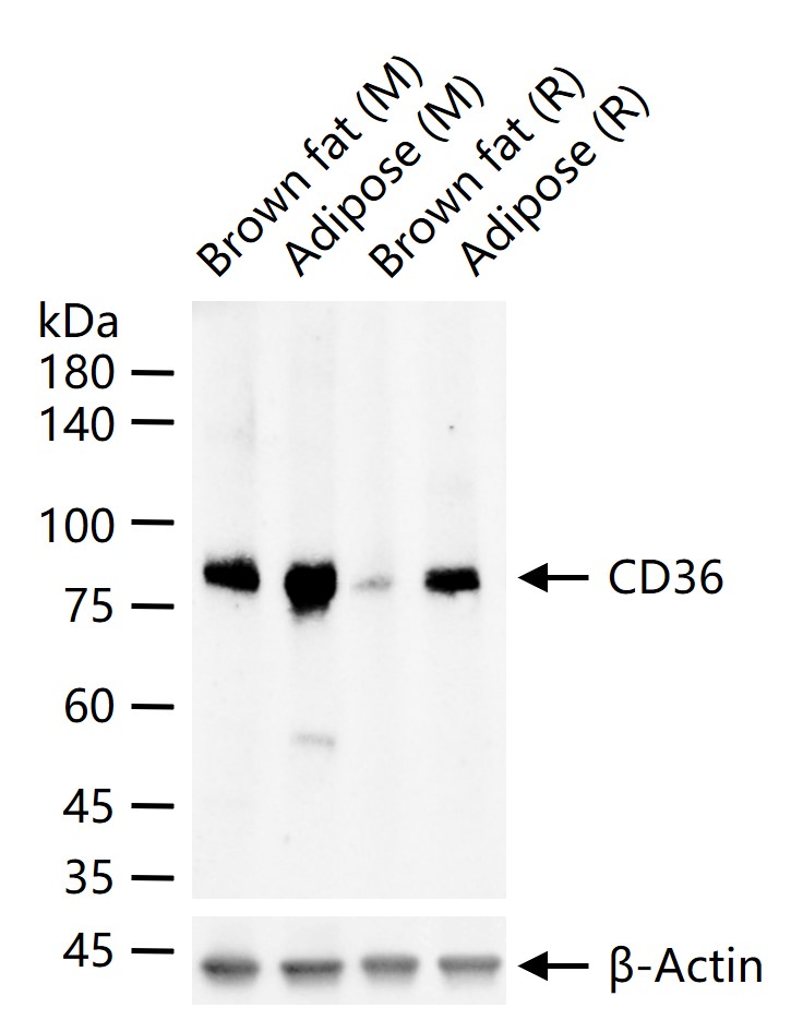 CD36重组兔单抗-bsm-61310R