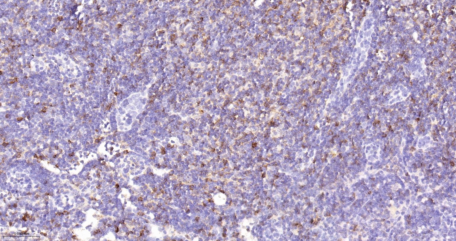 CD86重组兔单抗-bsm-55596R