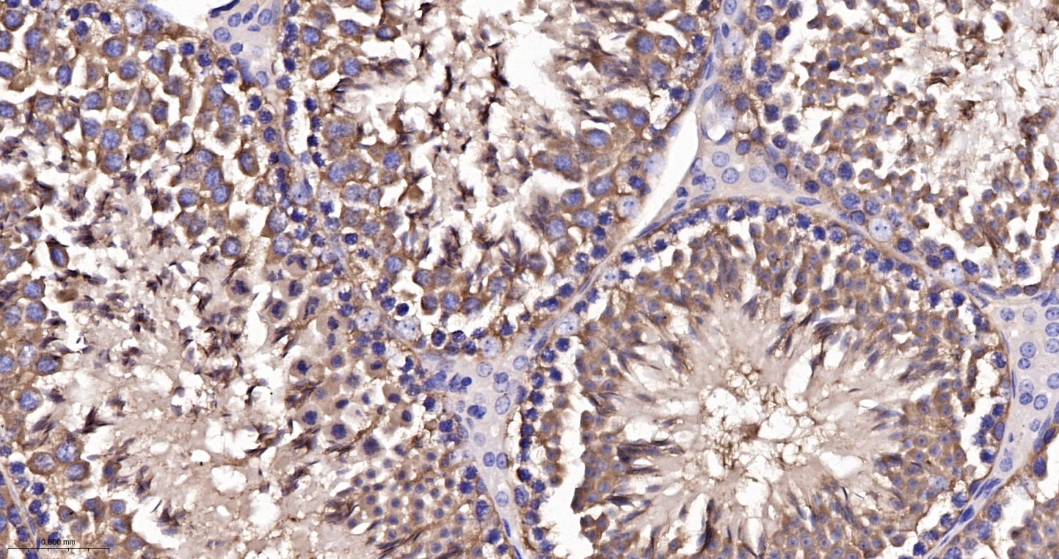 微管蛋白α/Tubulin α/α-tubulin单克隆抗体-bsm-33039M