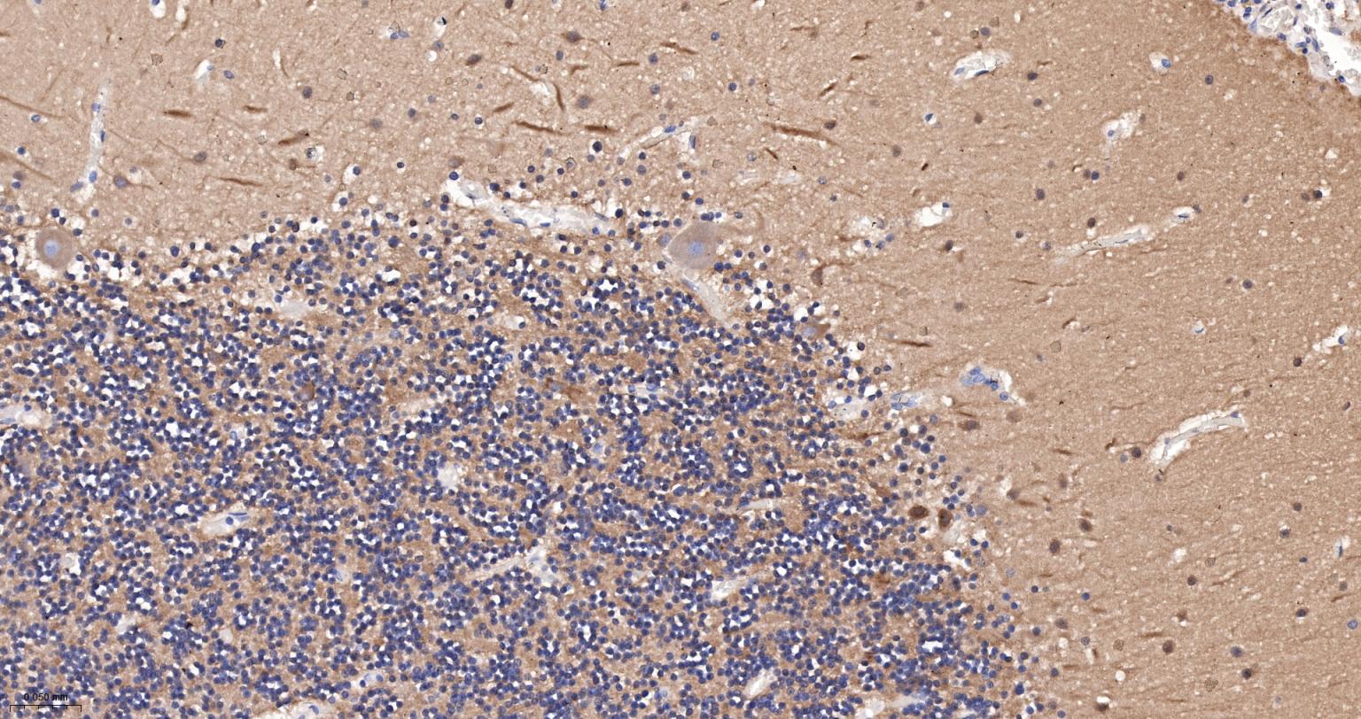 微管蛋白α/Tubulin α/α-tubulin单克隆抗体-bsm-33039M