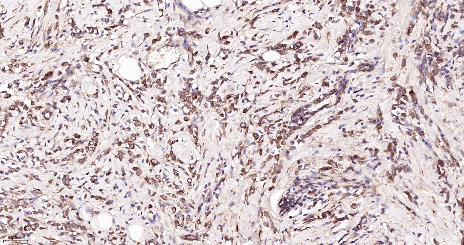 微管蛋白α/Tubulin α/α-tubulin单克隆抗体-bsm-33039M