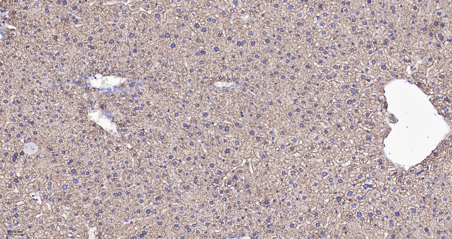 热休克蛋白-60/groEL重组兔单抗-bsm-61183R