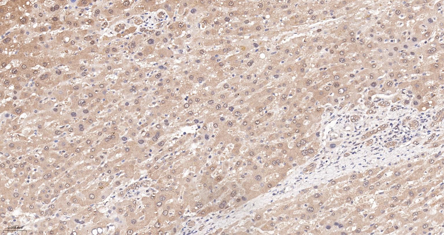 热休克蛋白-60/groEL重组兔单抗-bsm-61183R