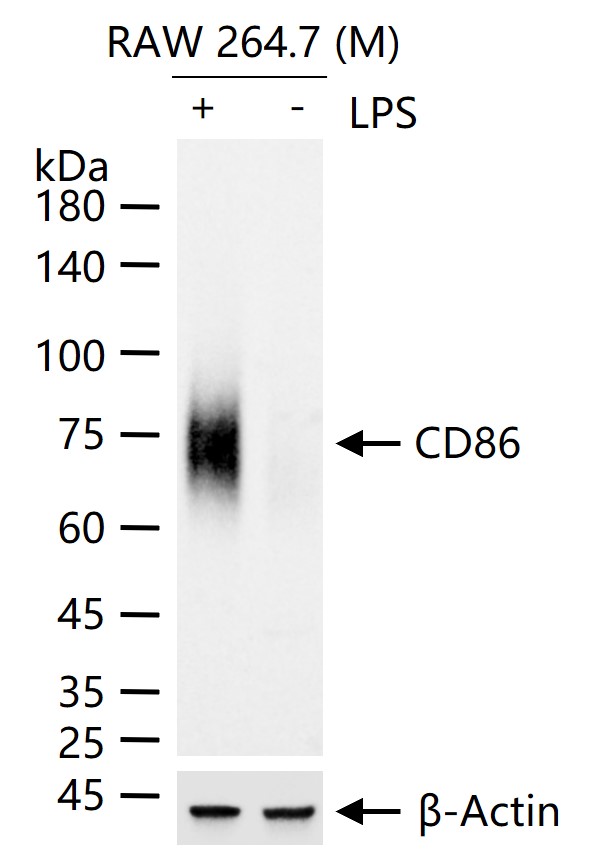 CD86重组兔单抗-bsm-55596R