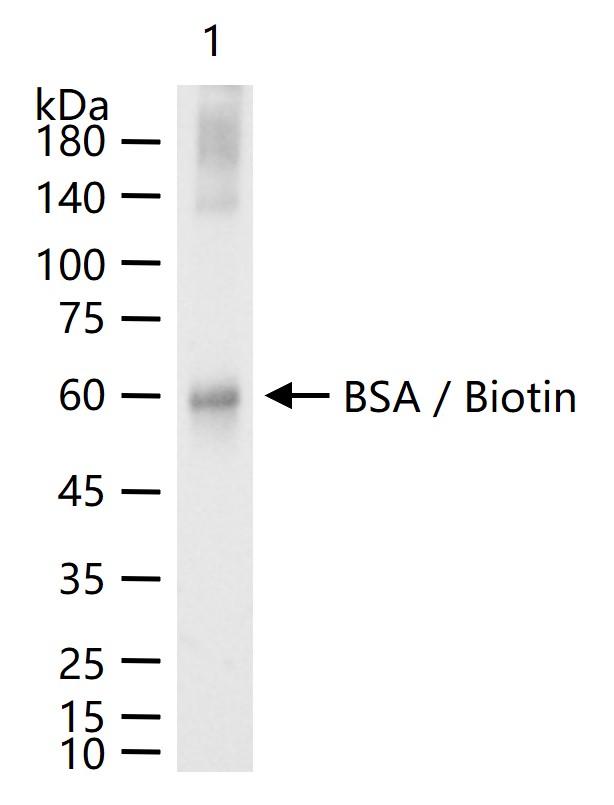 兔抗生物素抗体-bs-0311R
