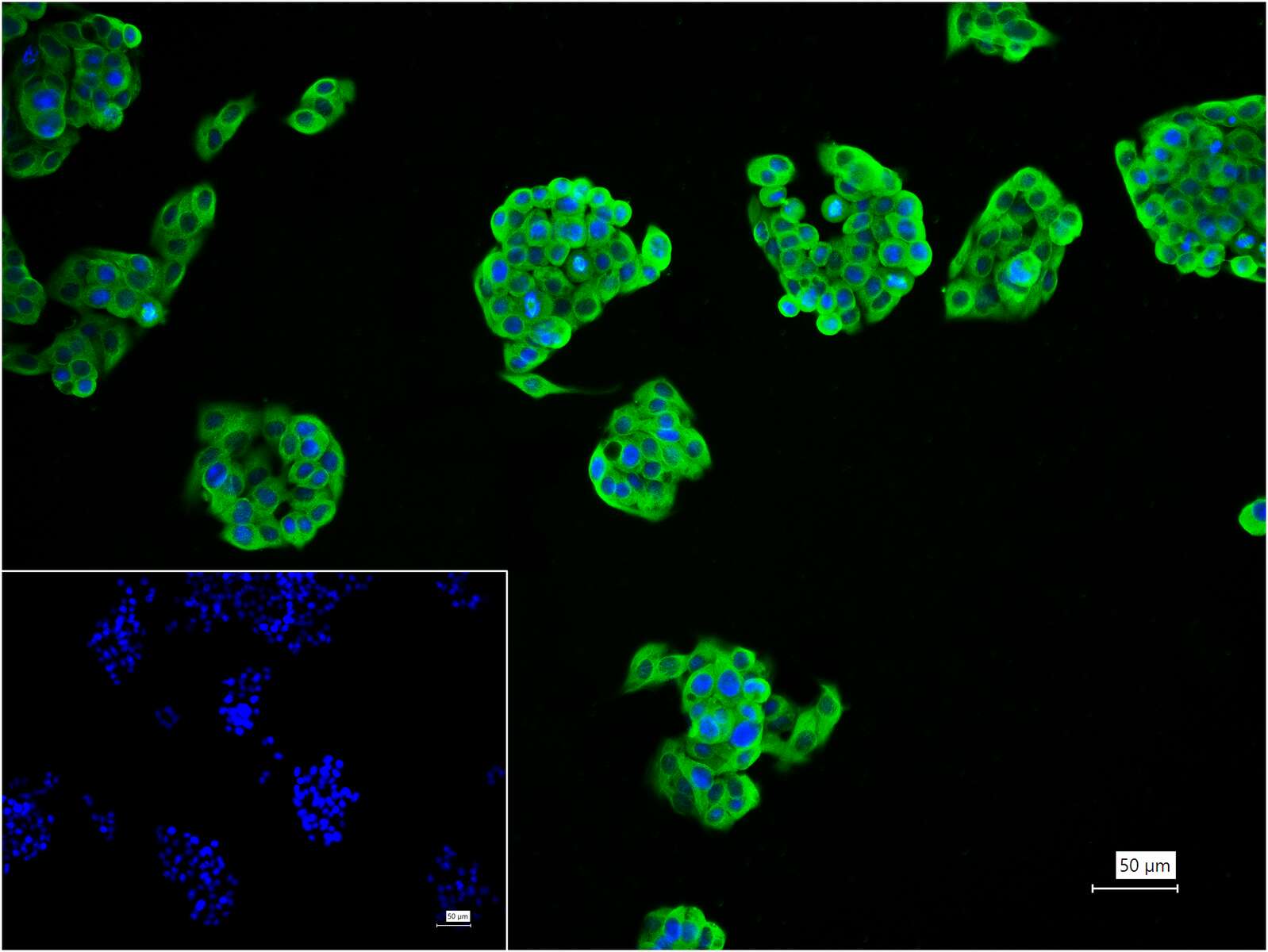 微管蛋白α/Tubulin α/α-tubulin单克隆抗体-bsm-33039M