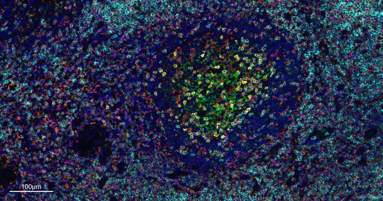 CD3/CD3-ε重组兔单抗-bsm-60002R