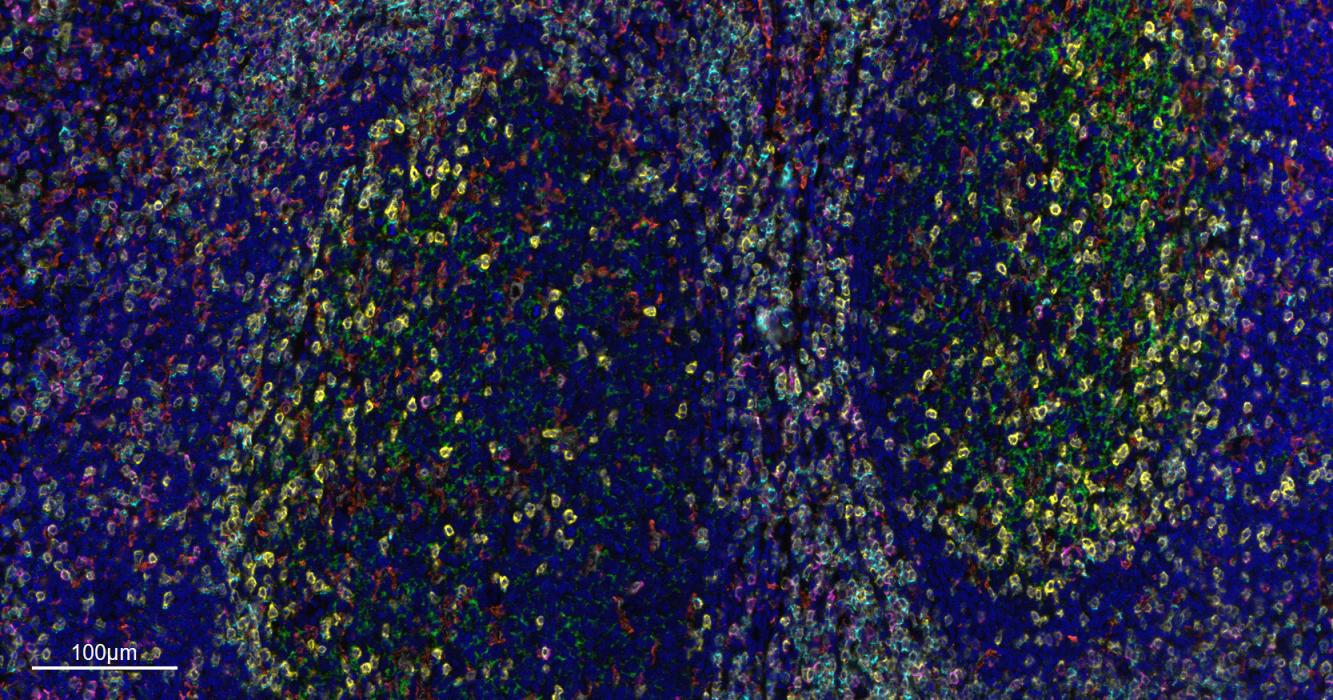 CD68重组兔单抗-bsm-60634R
