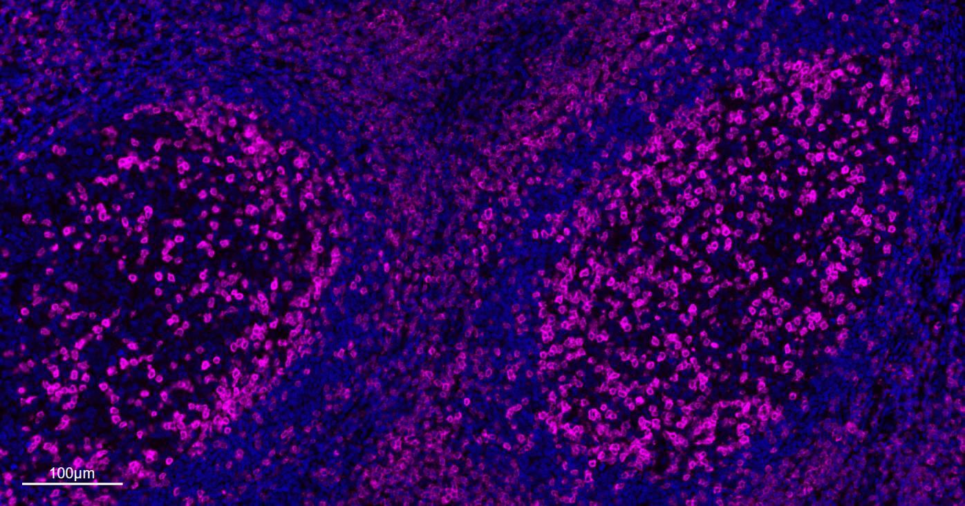 CD3/CD3-ε重组兔单抗-bsm-60002R