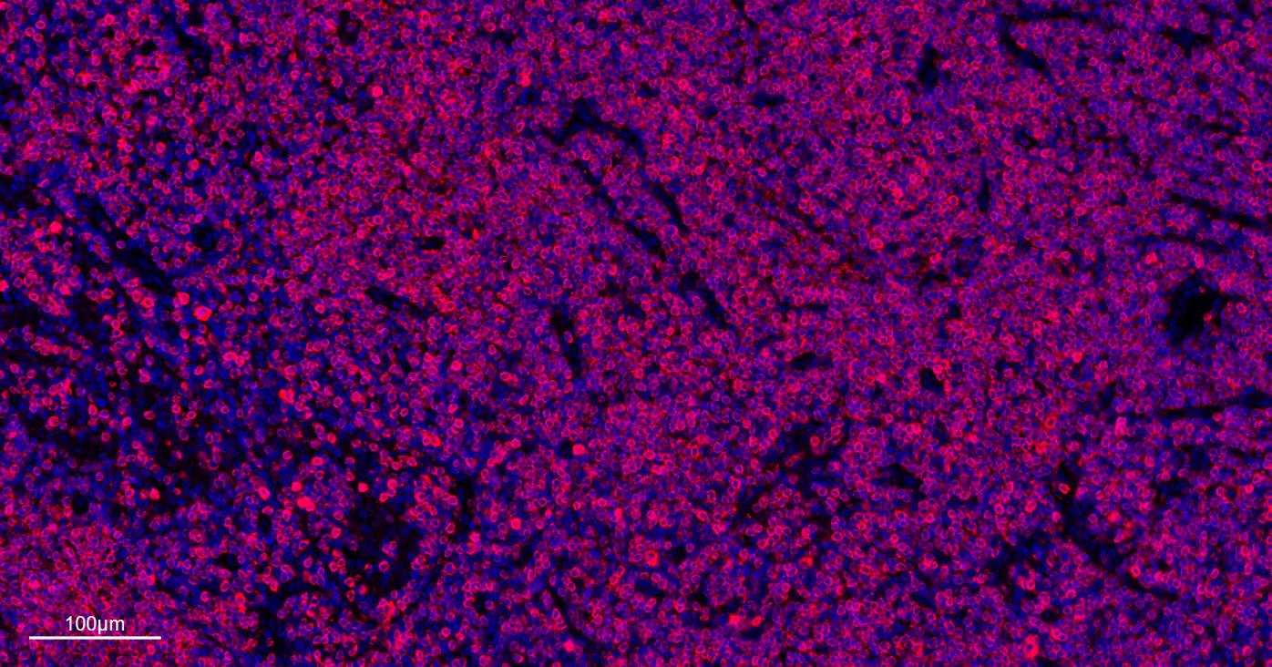 CD3/CD3-ε重组兔单抗-bsm-60002R