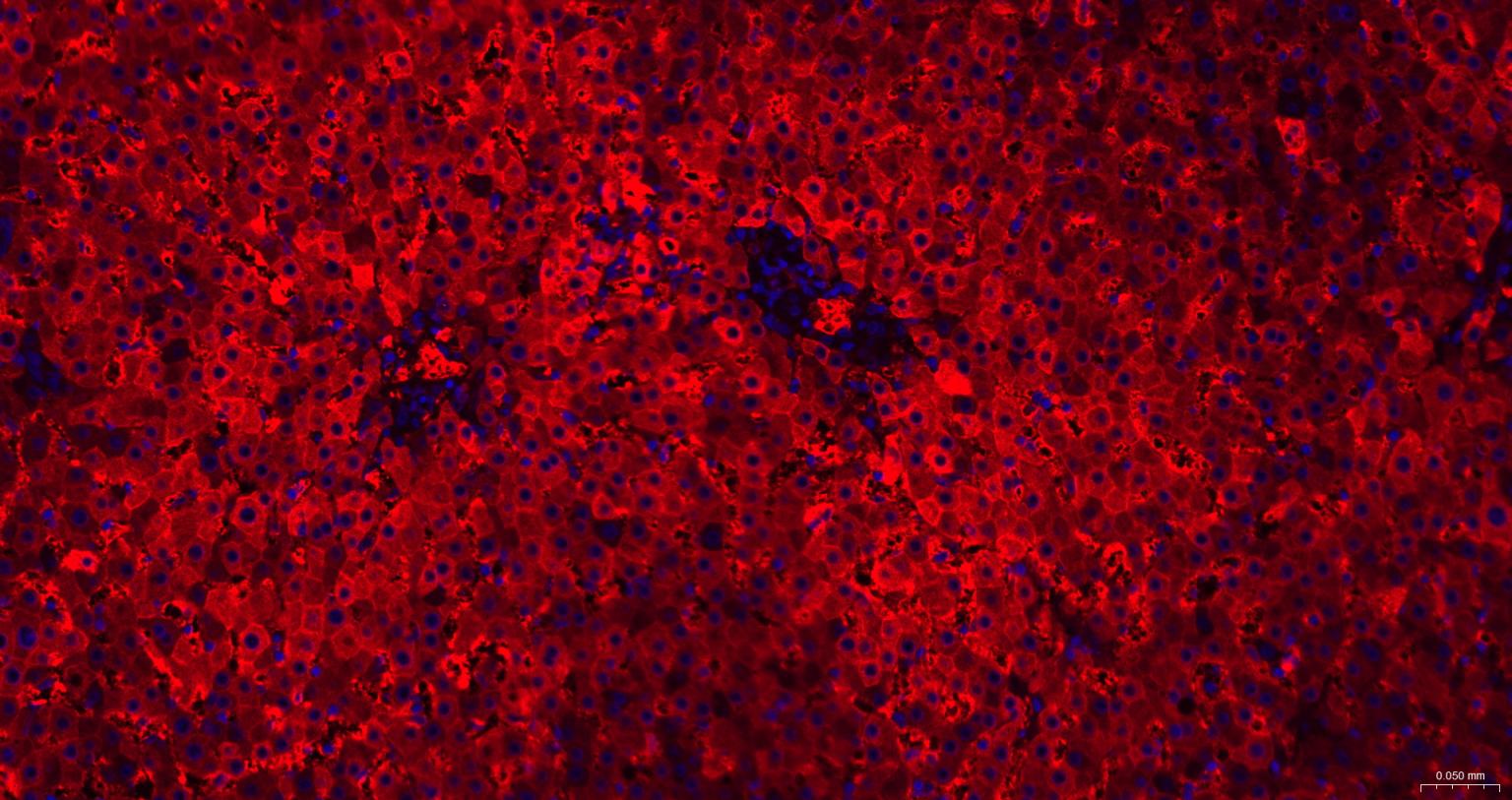 铁蛋白重组兔单抗-bsm-54108R