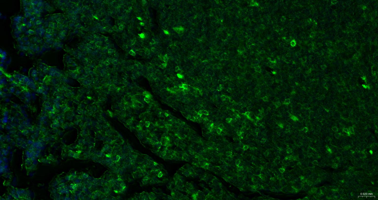 CD86重组兔单抗-bsm-55596R