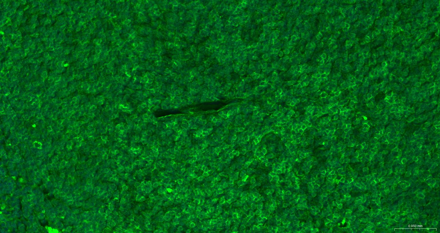 CD8重组兔单抗-bsm-60734R