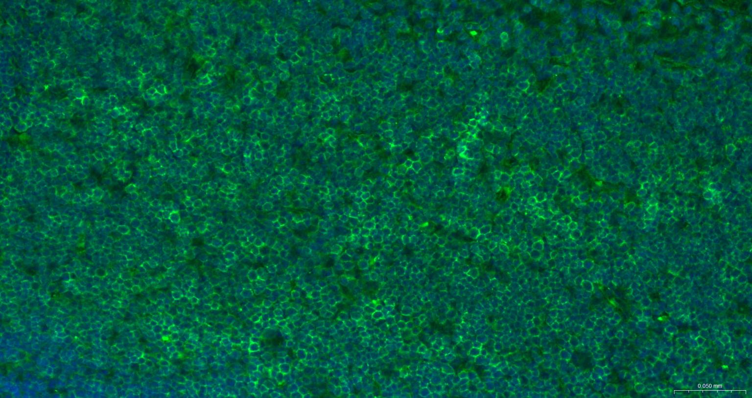 CD8重组兔单抗-bsm-60734R