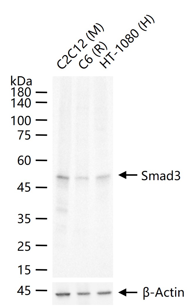 细胞信号转导分子SMAD3抗体-bs-3484R