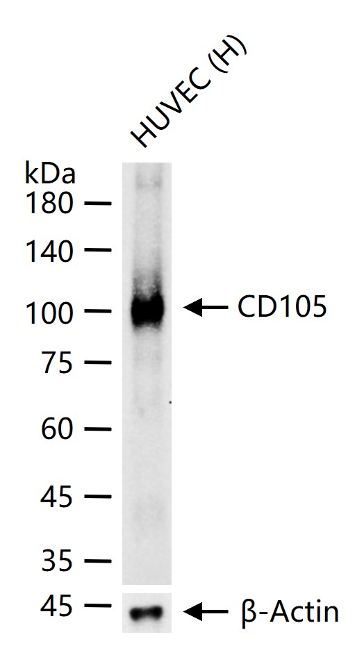 CD105重组兔单抗-bsm-55652R