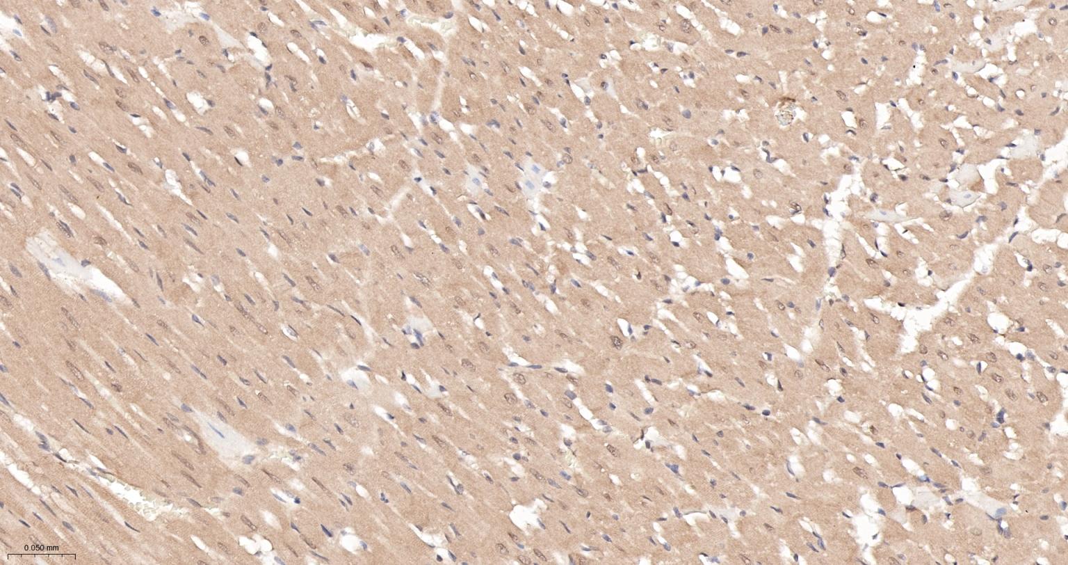 糖原合酶激酶-3β重组兔单抗-bsm-63070R