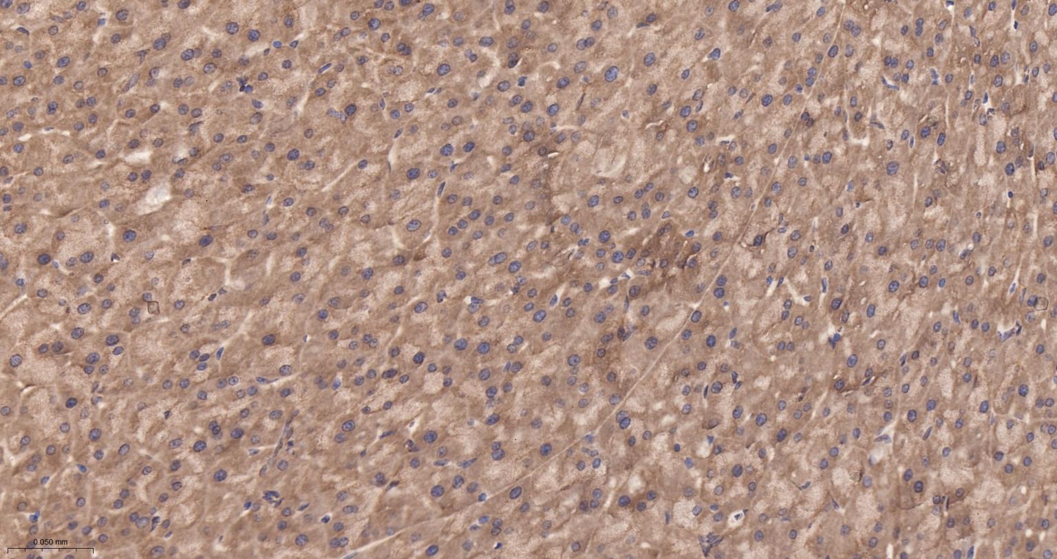 糖原合酶激酶-3β重组兔单抗-bsm-63070R