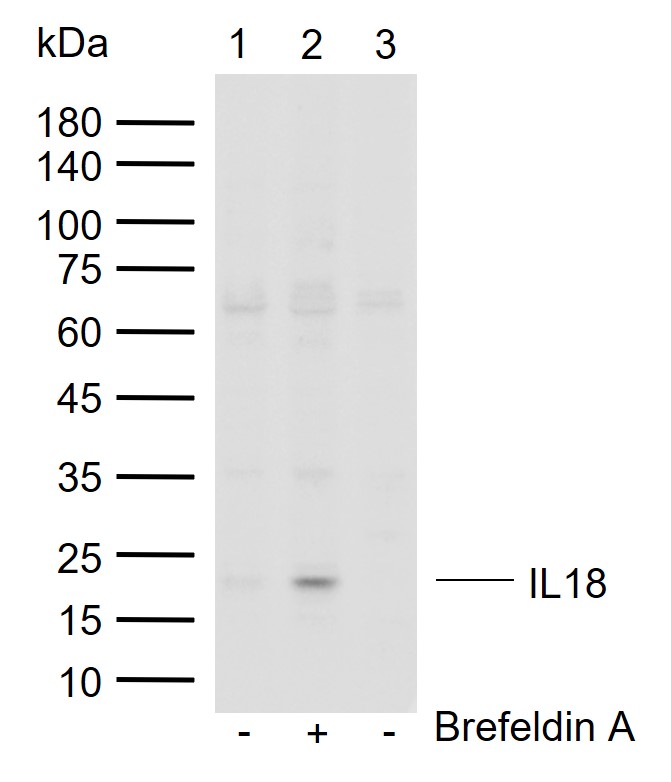 白细胞介素-18/干扰素γ诱导因子抗体-bs-0529R