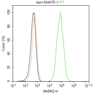 丝氨酸/苏氨酸蛋白激酶MARK2重组兔单抗-bsm-54447R