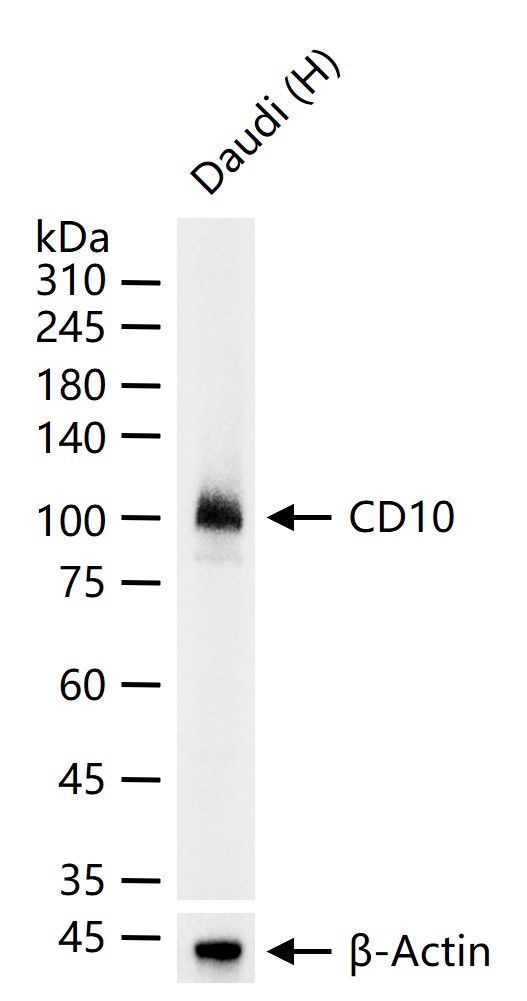 CD10重组兔单抗-bsm-62910R