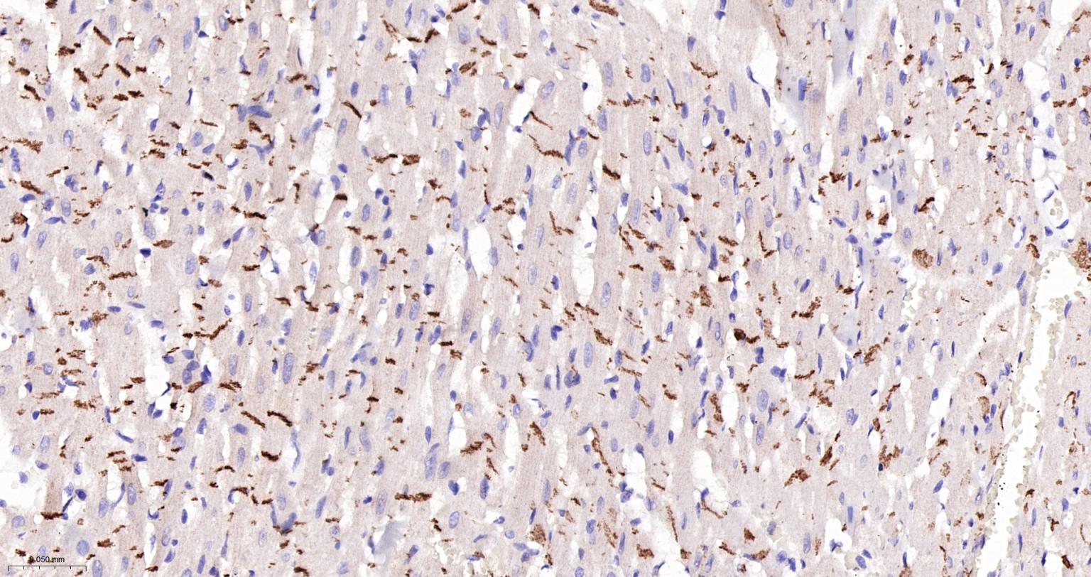 上皮钙粘附分子重组兔单抗-bsm-63043R