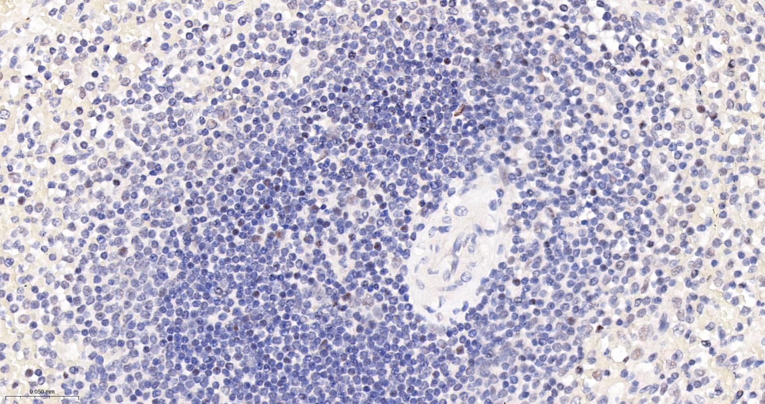 核基质p84蛋白重组兔单抗-bsm-54202R