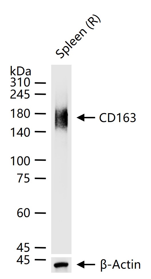 CD163重组兔单抗-bsm-54015R