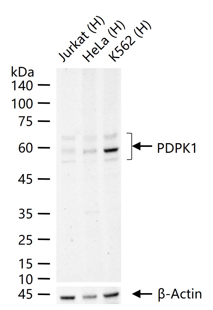 PDK1重组兔单抗-bsm-54037R