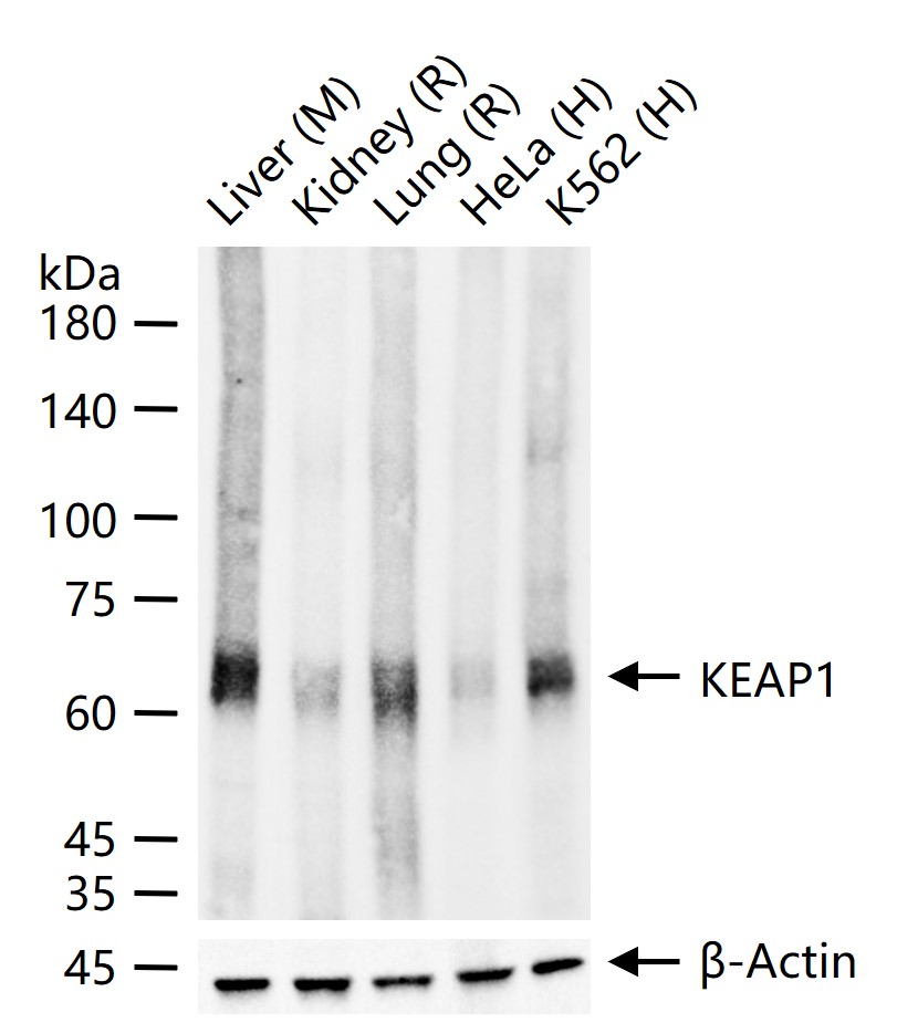 胞质接头蛋白Keap1重组兔抗体-bsm-60935R