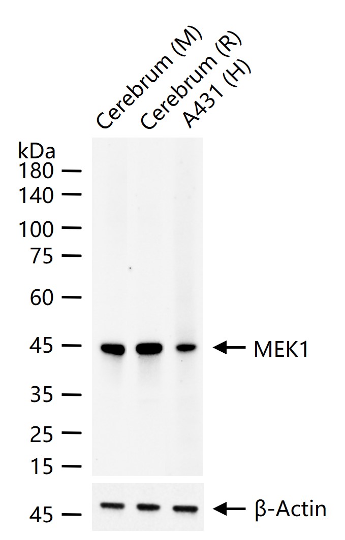MEK1重组兔单抗-bsm-60744R