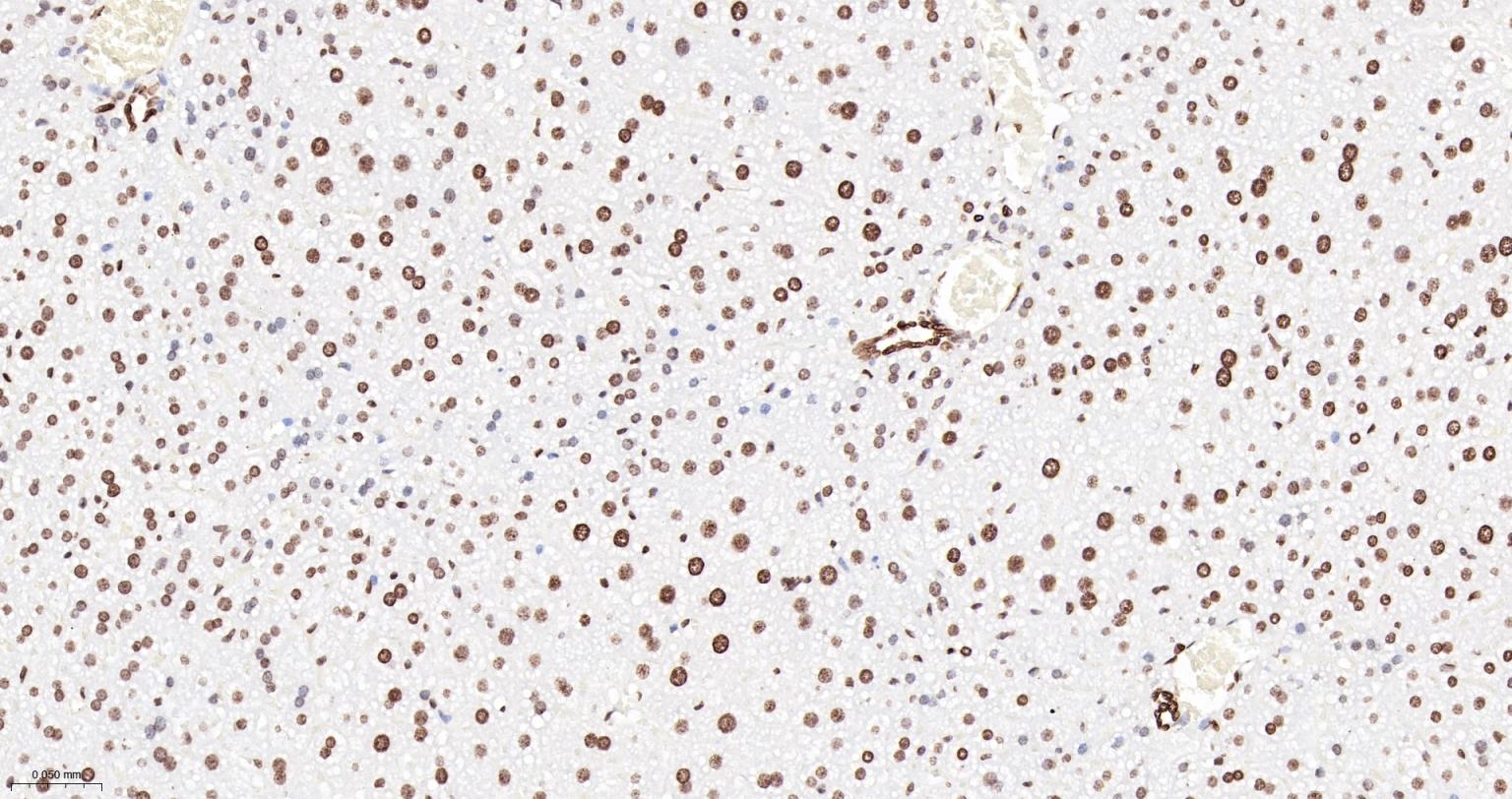 组蛋白H3重组兔单抗-bsm-60350R
