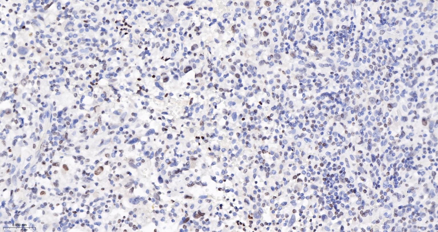 组蛋白H3重组兔单抗-bsm-60350R