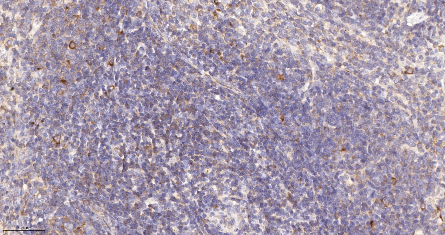 磷酸化真核启动因子2α抗体-bsm-52306R