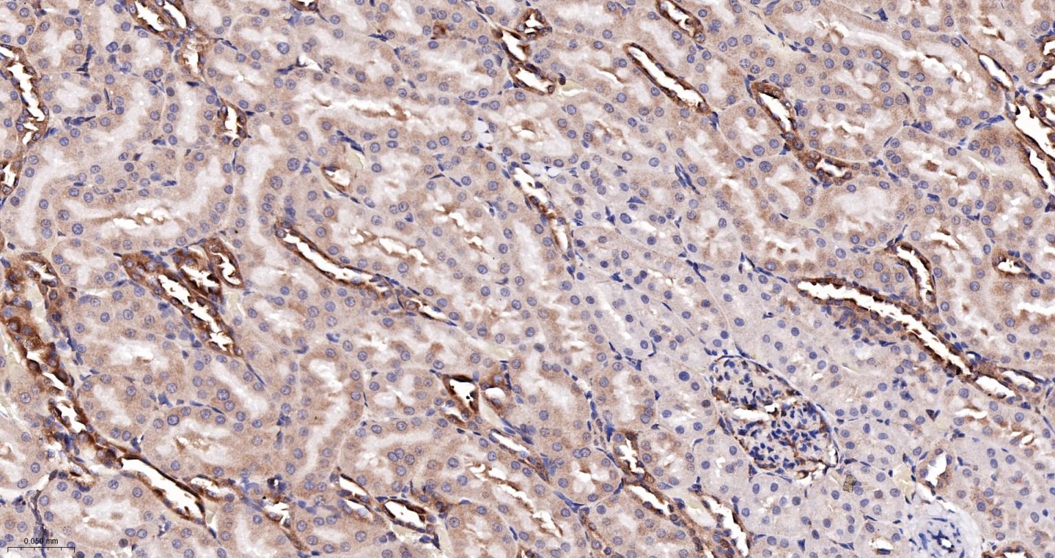 磷酸化真核启动因子2α抗体-bsm-52306R
