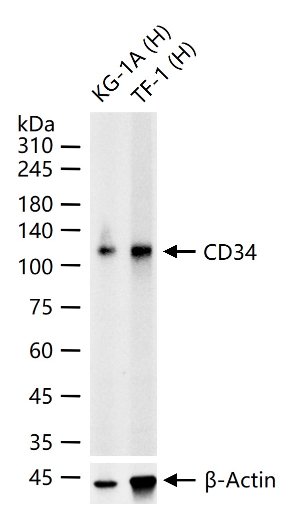 CD34重组兔单抗-bsm-60829R
