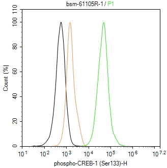 磷酸化CREB-1重组兔单抗-bsm-61105R