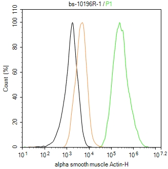 肌动蛋白α/α-SMA/α Actin抗体-bs-10196R