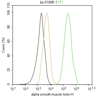 肌动蛋白α/α-SMA/α Actin抗体-bs-0189R