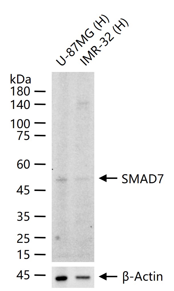 Smad7单克隆抗体-bsm-33869M