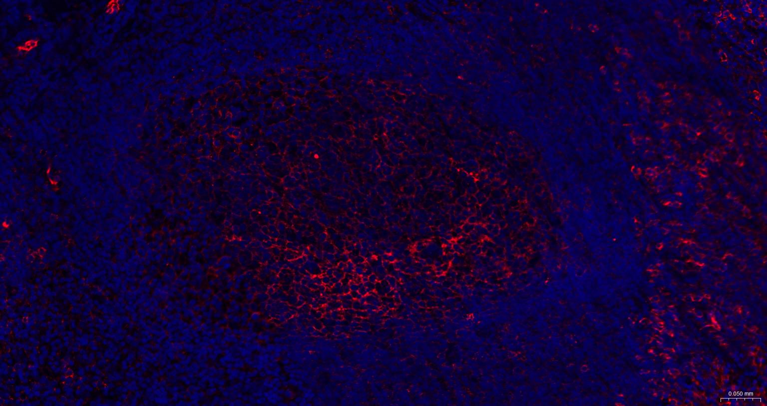 细胞间粘附分子-1（CD54）抗体-bs-0608R