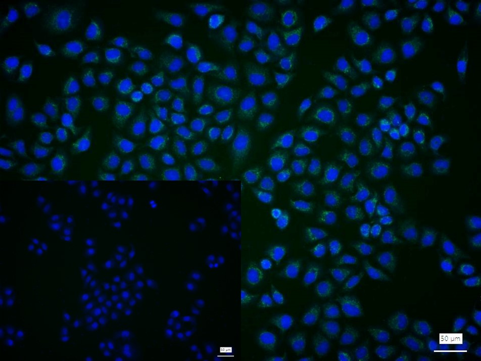 线粒体促凋亡蛋白重组兔单抗-bsm-61284R