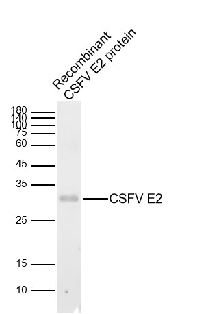 猪瘟病毒包膜糖蛋白E2抗体-bs-4527R